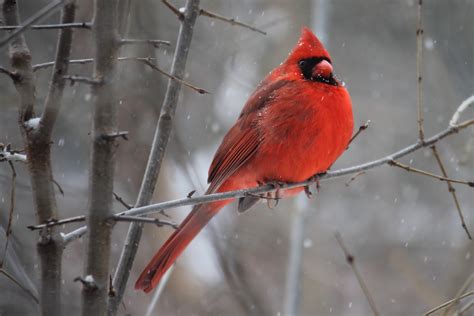 Free Photo Red Cardinal Bird On Tree Branch Animal Outdoors Winter