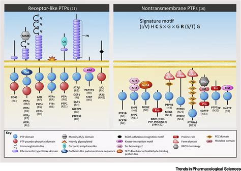 Protein Tyrosine Phosphatases In Hypothalamic Insulin And Leptin