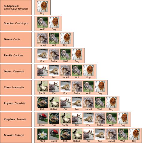 The Taxonomic Hierarchy Diagram