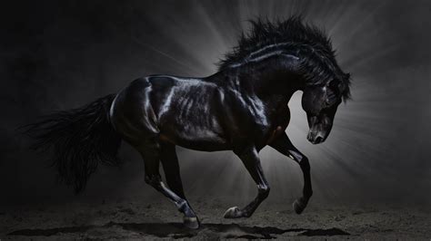 Horse Wallpapers Photos And Desktop Backgrounds Up To 8k 7680x4320