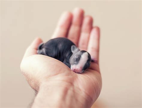 Newborn Baby Bunny In Hand By Ashraful Arefin Photography