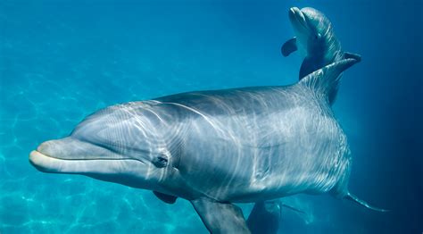 All About Bottlenose Dolphins Behavior Seaworld Parks And Entertainment