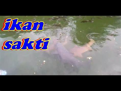 Sama halnya dengan umpan ikan mas air keruh, ada cukup banyak racikan umpan ikan bader mulai dari air keruh, sungai, liar, air jernih, malam hari, umpan ikan. Apakah Ada Ikan Sakti Di Sungai Jernih : Apakah Ada Ikan ...