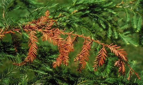 Sequoia Sempervirens Description