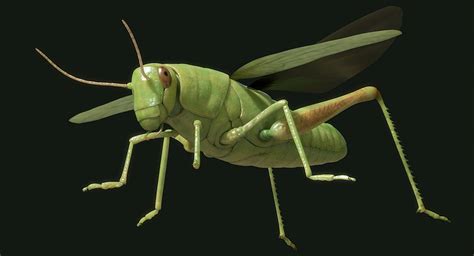 grasshopper rigged animated in grass field modèle 3d 199 ma obj fbx free3d