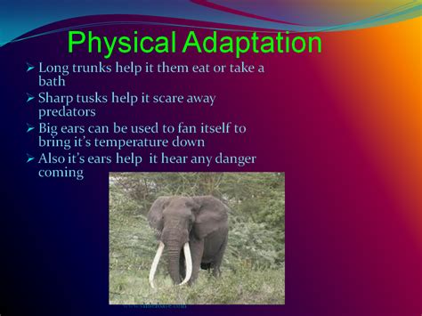 Elephants Presentation Biology