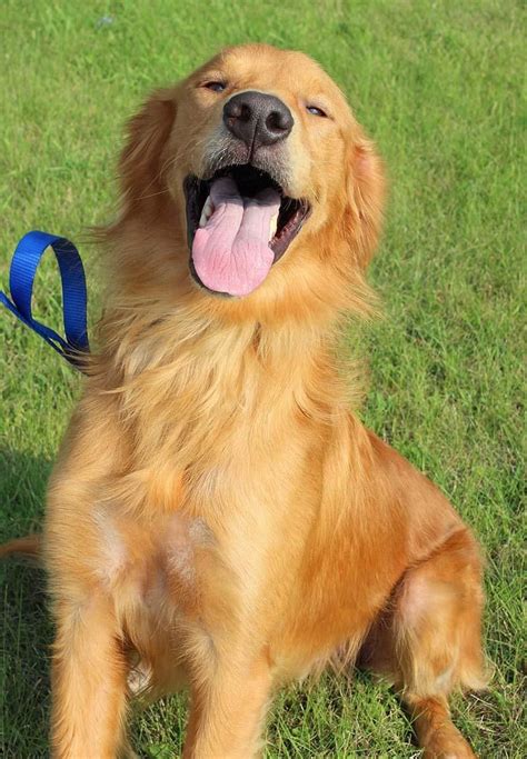 Adopt Ryder On Petfinder Dogs Golden Retriever Golden Retriever Dog
