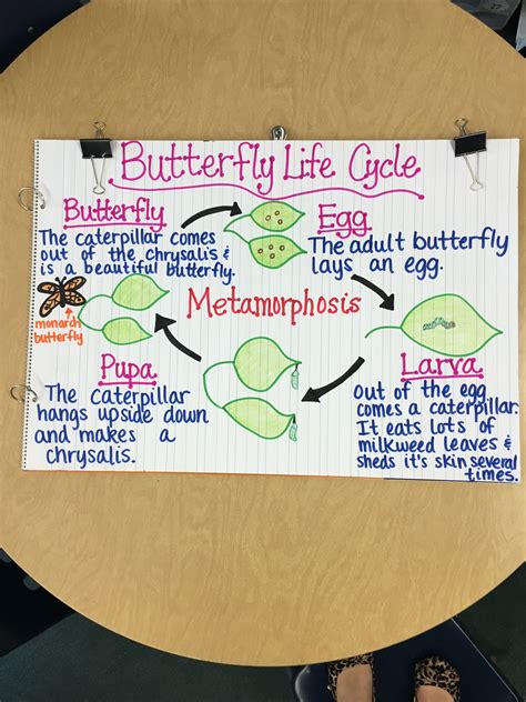 4th Grade Life Cycle Of Butterfly