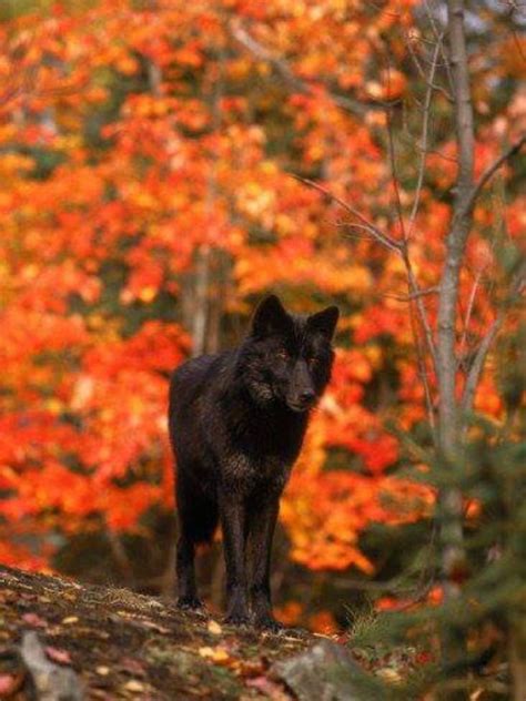 Love The Leaves Behind Wolves £2 Pinterest