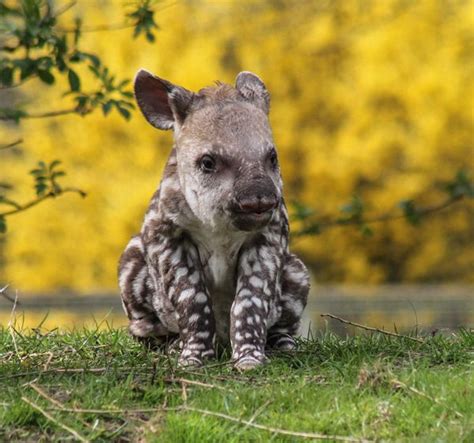 Second Generation Tapir Born At Linton Zoo Zooborns
