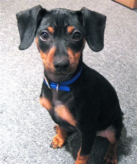 See full list on 101dogbreeds.com MINI DOBERMAN PINSCHER PUPPIES