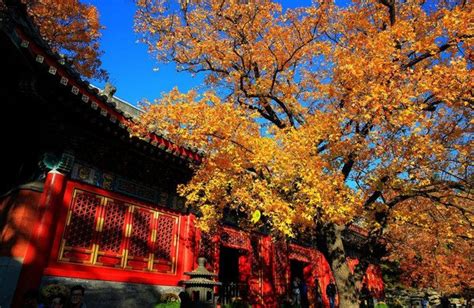 Feast Your Eyes On Fall Foliage At These Scenic Beijing Parks The