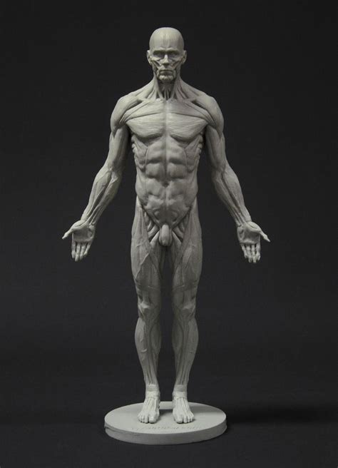 Male Full Ecorche Reference Figure By Dtotal Staff Human Anatomy Art