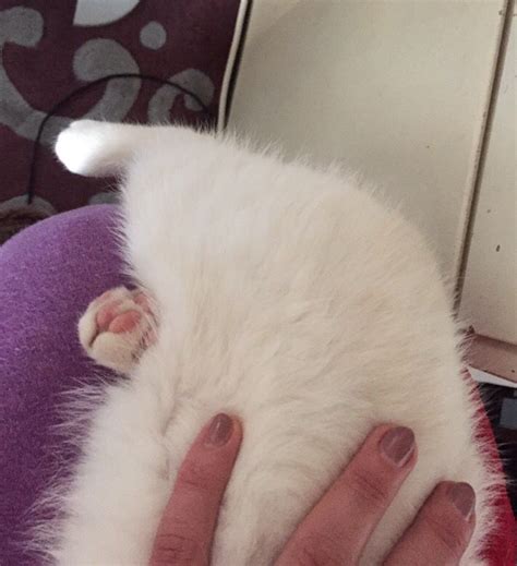 A Person Holding A White Cat In Their Lap With Her Hand On Its Chest