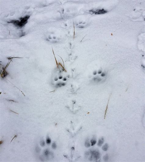 Bitterroot Cougar Study Offers Surprising Findings Outdoors