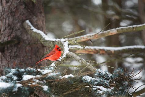 Male Red Cardinal Sitting On Snowy Pine Tree Branch Photograph By Carol