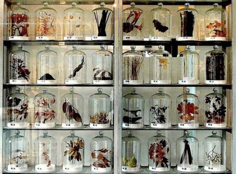 Collection Specimens In Bell Jars I Adore This Why Do I Want My