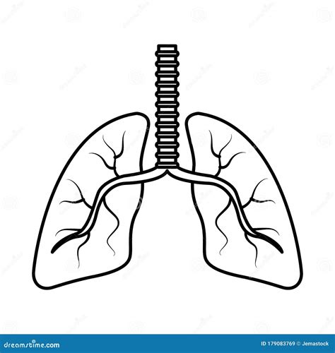 Lungs Organs Human Anatomy Icon Stock Vector Illustration Of Model