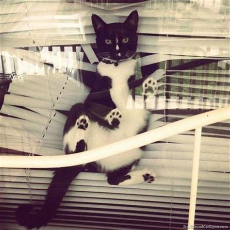 Cats Vs Your Blinds 25 Pics