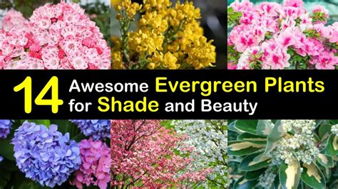 14 Awesome Evergreen Plants For Shade And Beauty
