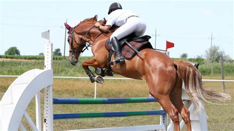 How High Can A Horse Jump Equine Jumping Records