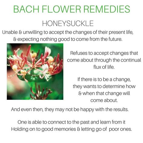 We are committed to providing you the best quality remedy possible and only stock bach flower remedies by the renowned crystal herbs company from the uk. Honeysuckle (With images) | Bach flower remedies, Flower ...
