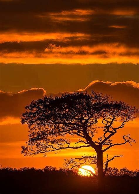 Serengeti Sunset Tanzania Amazing Sunsets Amazing Nature Nature