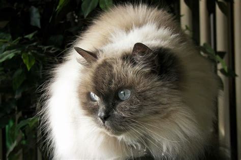 All About The Himalayan Cat Critter Culture