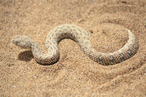 Top 11 Most Dangerous Desert Animals Always Learning