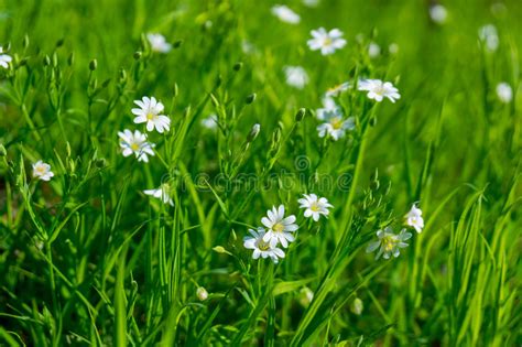 Grass flowers are, in fact, so specialized and different from other flowers that they have generated since grass flowers do not depend on pollinators, they don't invest much in marketing: Small white flowers stock photo. Image of summer, idyllic ...