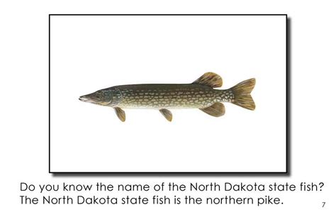North Dakota State Symbols First Grade Book Wilbooks