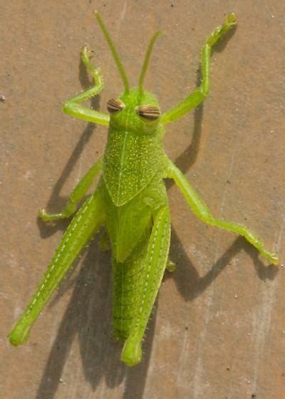 Bright Green Grasshopper Schistocerca Bugguidenet