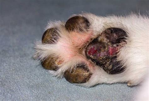 How To Treat A Dog Paw Infection At Home