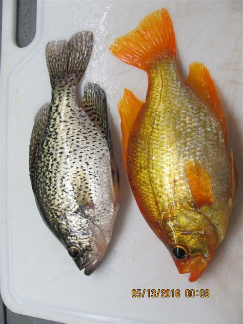 Unusual Gold Colored Fish Caught On Fox River Wluk