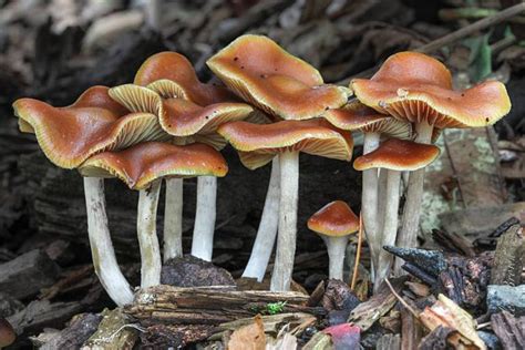 3 Little Known Ultra Powerful Psilocybin Mushrooms Jahs Pharma