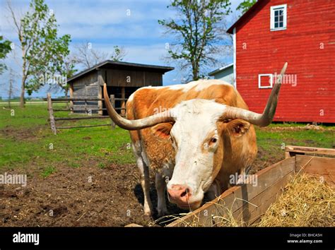 Bull And Cow Farm Animals Hi Res Stock Photography And Images Alamy