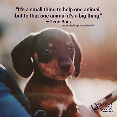 50 Best Animal Lover Quotes That Touch Your Heart Animal Lover