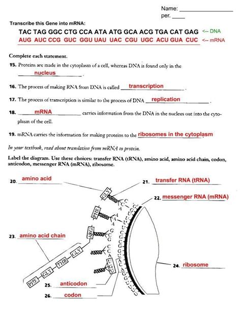Label each part replication below. Dna Replication Worksheet Answers Pin On Teas Science Prep ...