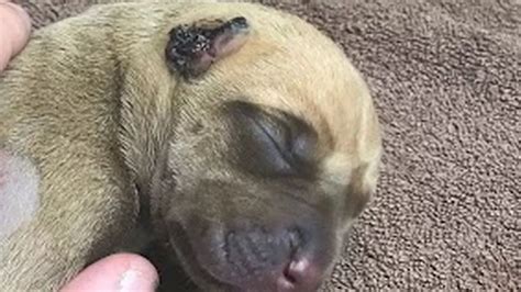 Puppies Covered In Cuts With Ear Chewed Off Found Dumped Among