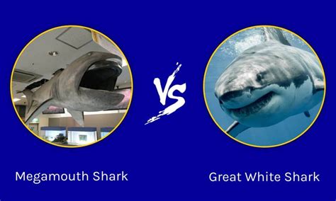 Megamouth Shark Vs Great White Shark What Are The Differences Wiki