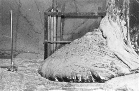 Chernobyls Deadly Elephants Foot