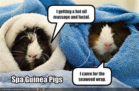 Explore our collection of motivational and famous quotes by authors you know and love. Undercover Guinea Pigs: June 2012