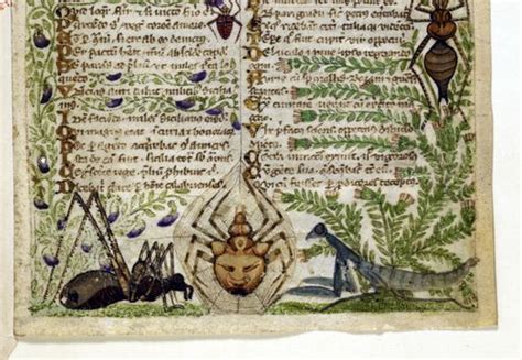 Bugs In Books Medieval Manuscripts Blog