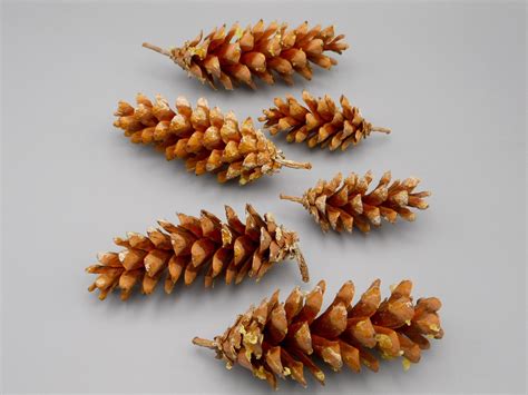 Natural Nh Pine Cones Raw Eastern White Pine Cones New Etsy