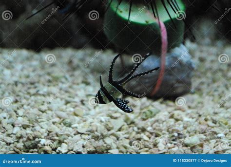 Bony Fish Swimming In An Aquarium Under Water Stock Image Image Of