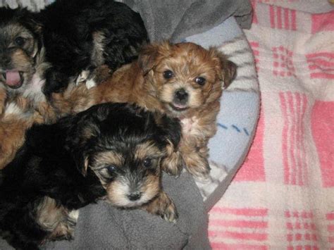 Puppies for sale and other inspirational tales: Tiny Morkie puppies for Sale in Johnson City, Tennessee ...