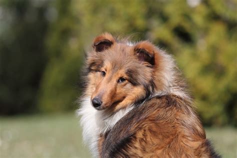 15 Best Farm Dog Breeds For Life On A Ranch With Pictures Pet Keen
