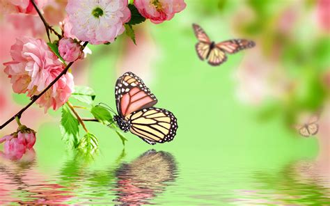 Wallpaper Pink Flowers Blossom Spring Butterfly Water