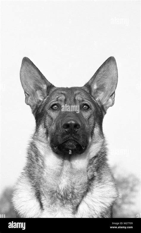 Haired German Shepherd Dog Black And White Stock Photos And Images Alamy