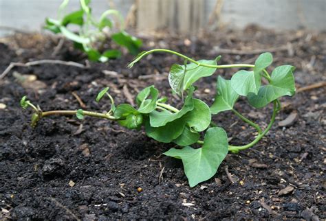 Growing Sweet Potatoes In Melbourne Part 2 Suburban Tomato